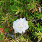 Moss Rose, White (Portulaca grandiflora) - 250 Seeds seed packet from Seed Therapy – American - grown, heirloom seeds