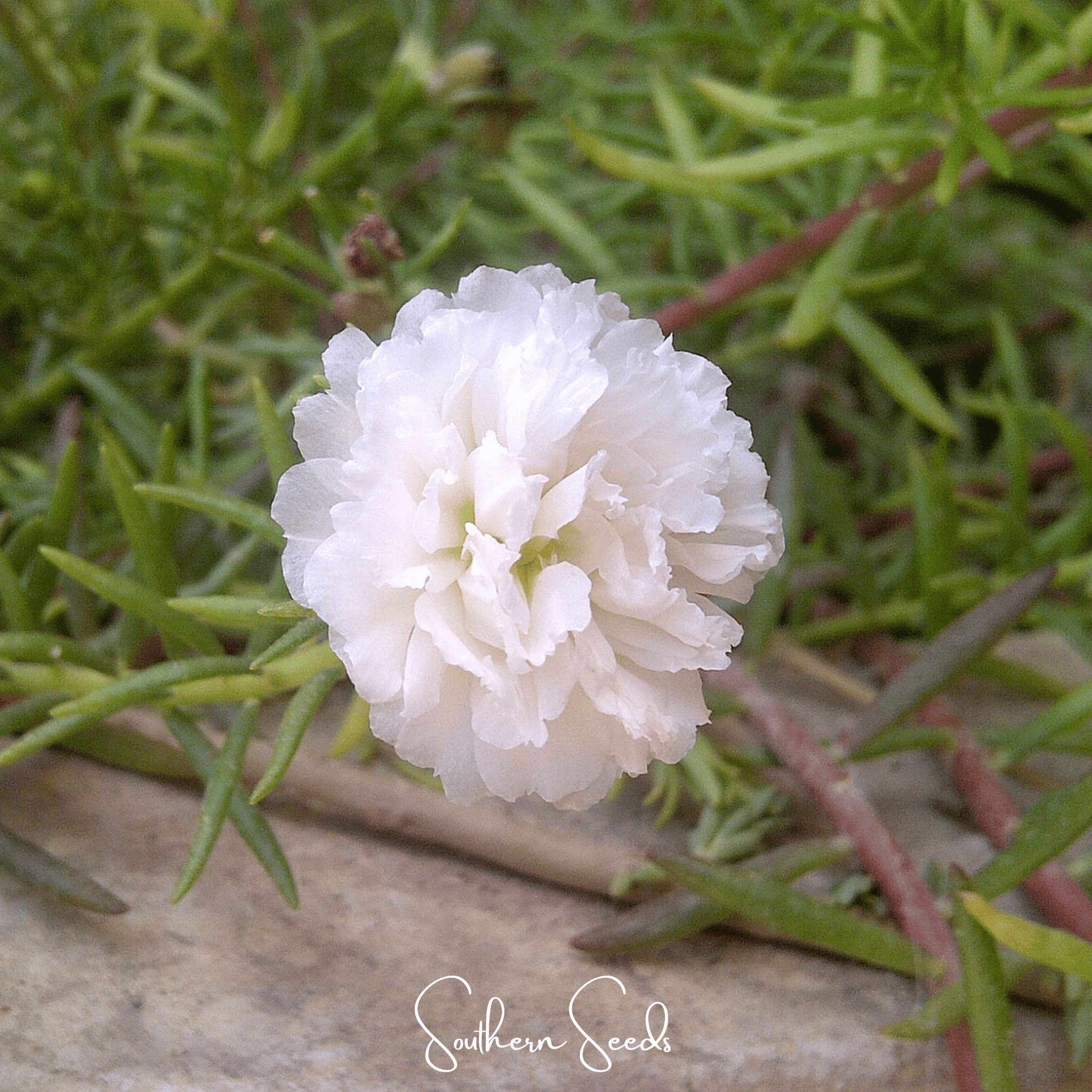 Moss Rose, White (Portulaca grandiflora) - 250 Seeds seed packet from Seed Therapy – American - grown, heirloom seeds