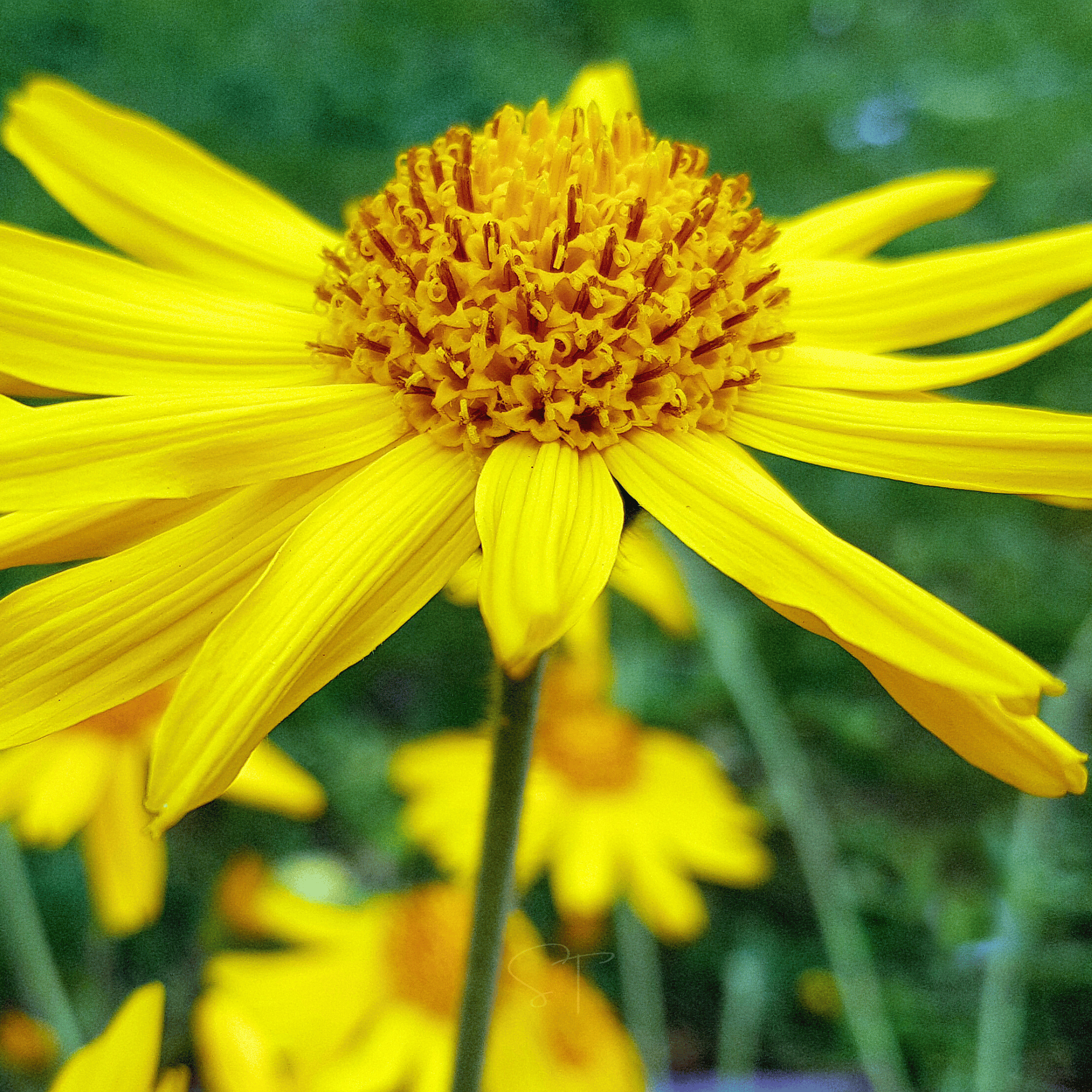 Mountain Arnica – 20 Seeds seed packet from Seed Therapy – American - grown, heirloom seeds