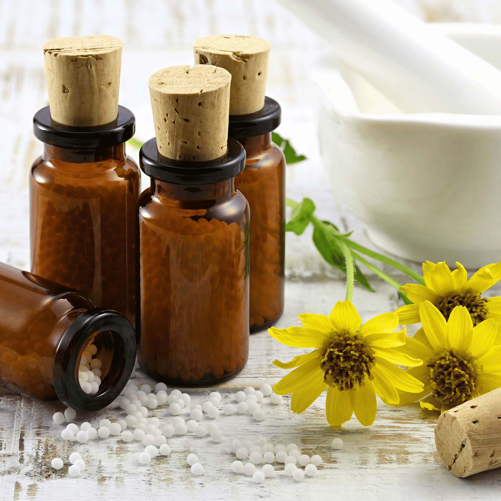 Mountain Arnica – 20 Seeds seed packet from Seed Therapy – American - grown, heirloom seeds