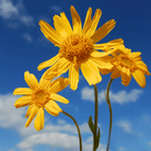 Mountain Arnica – 20 Seeds seed packet from Seed Therapy – American - grown, heirloom seeds