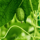Mouse Melon (Melothria scabra) - 10 Seeds seed packet from Seed Therapy – American - grown, heirloom seeds