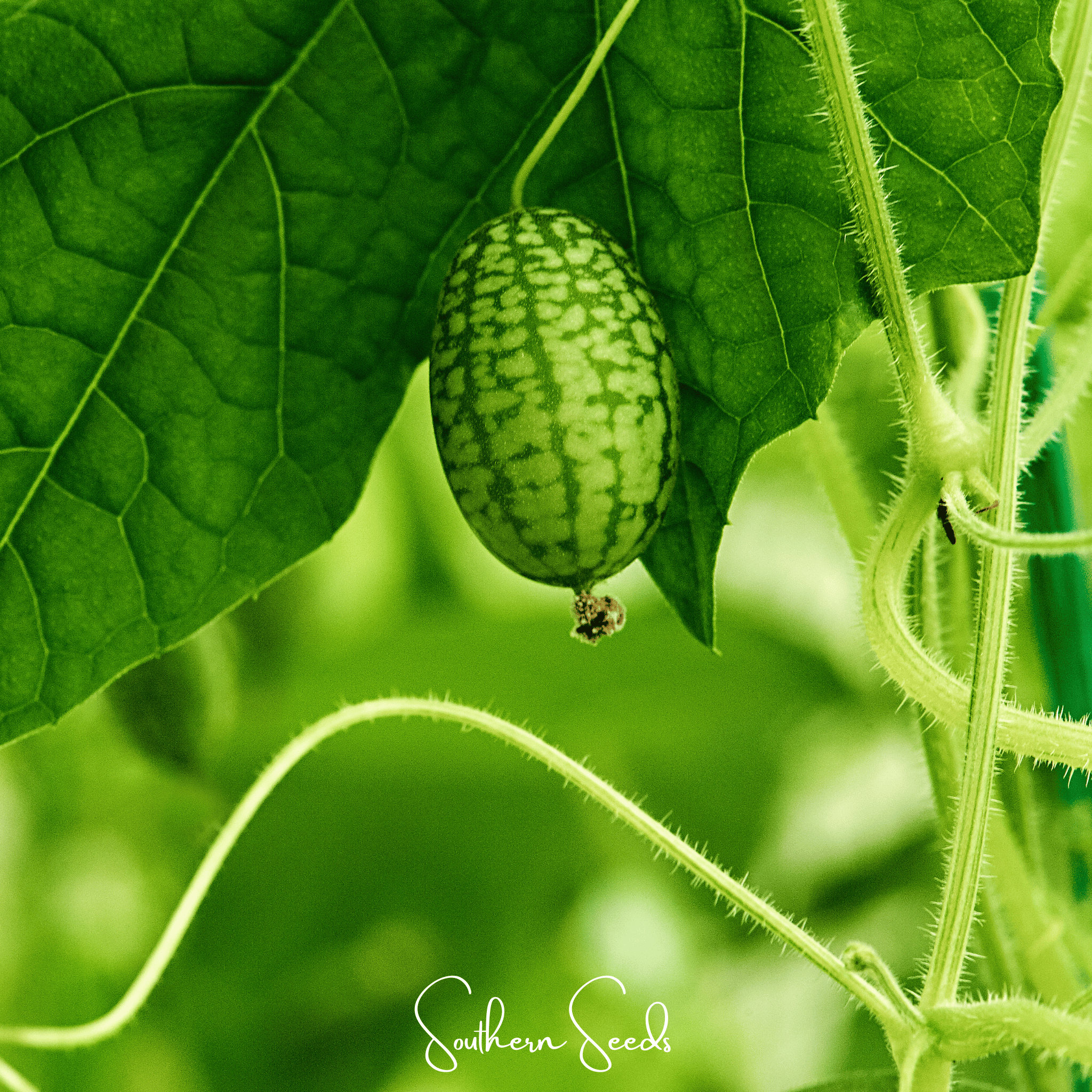 Mouse Melon (Melothria scabra) - 10 Seeds seed packet from Seed Therapy – American - grown, heirloom seeds
