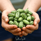 Mouse Melon (Melothria scabra) - 10 Seeds seed packet from Seed Therapy – American - grown, heirloom seeds