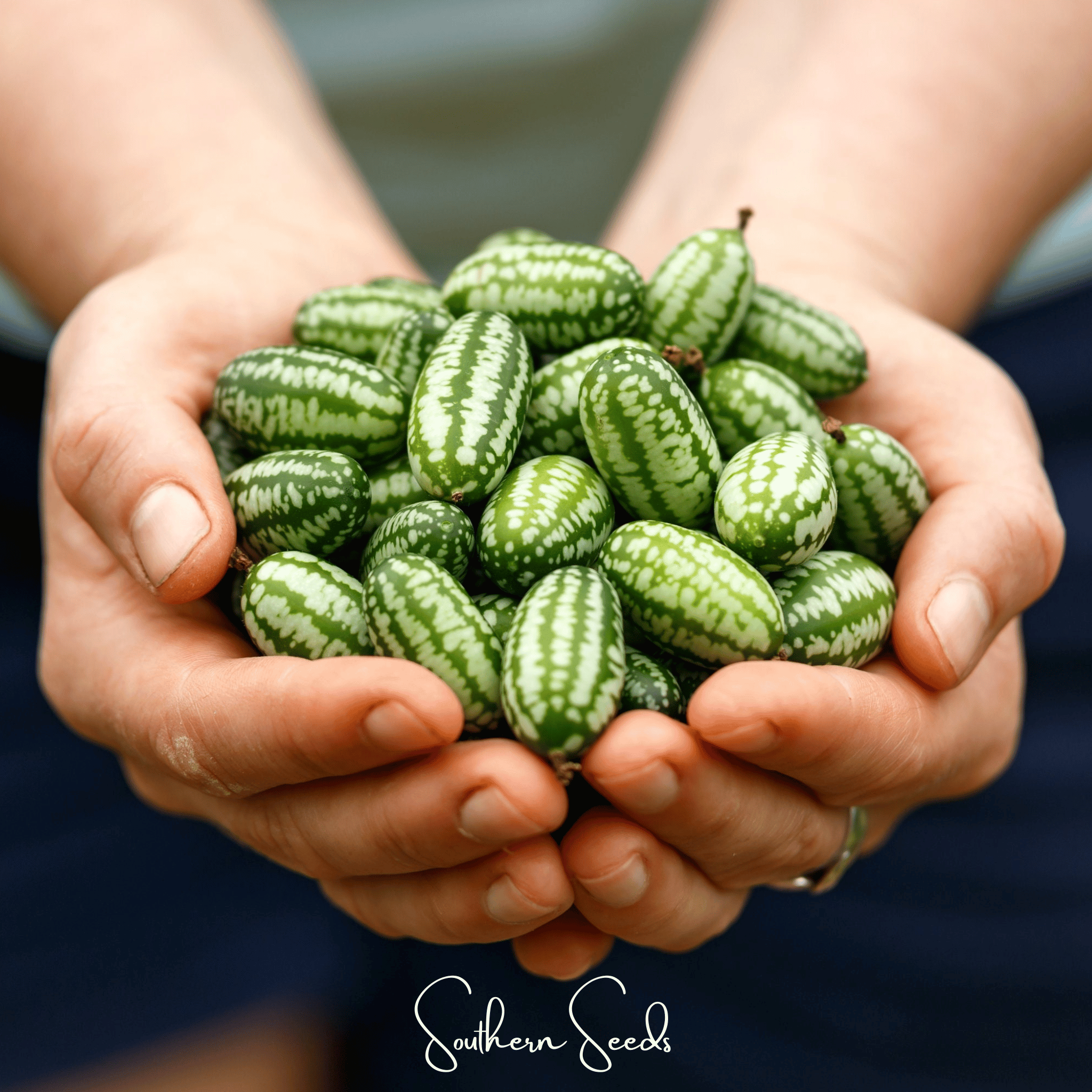 Mouse Melon (Melothria scabra) - 10 Seeds seed packet from Seed Therapy – American - grown, heirloom seeds