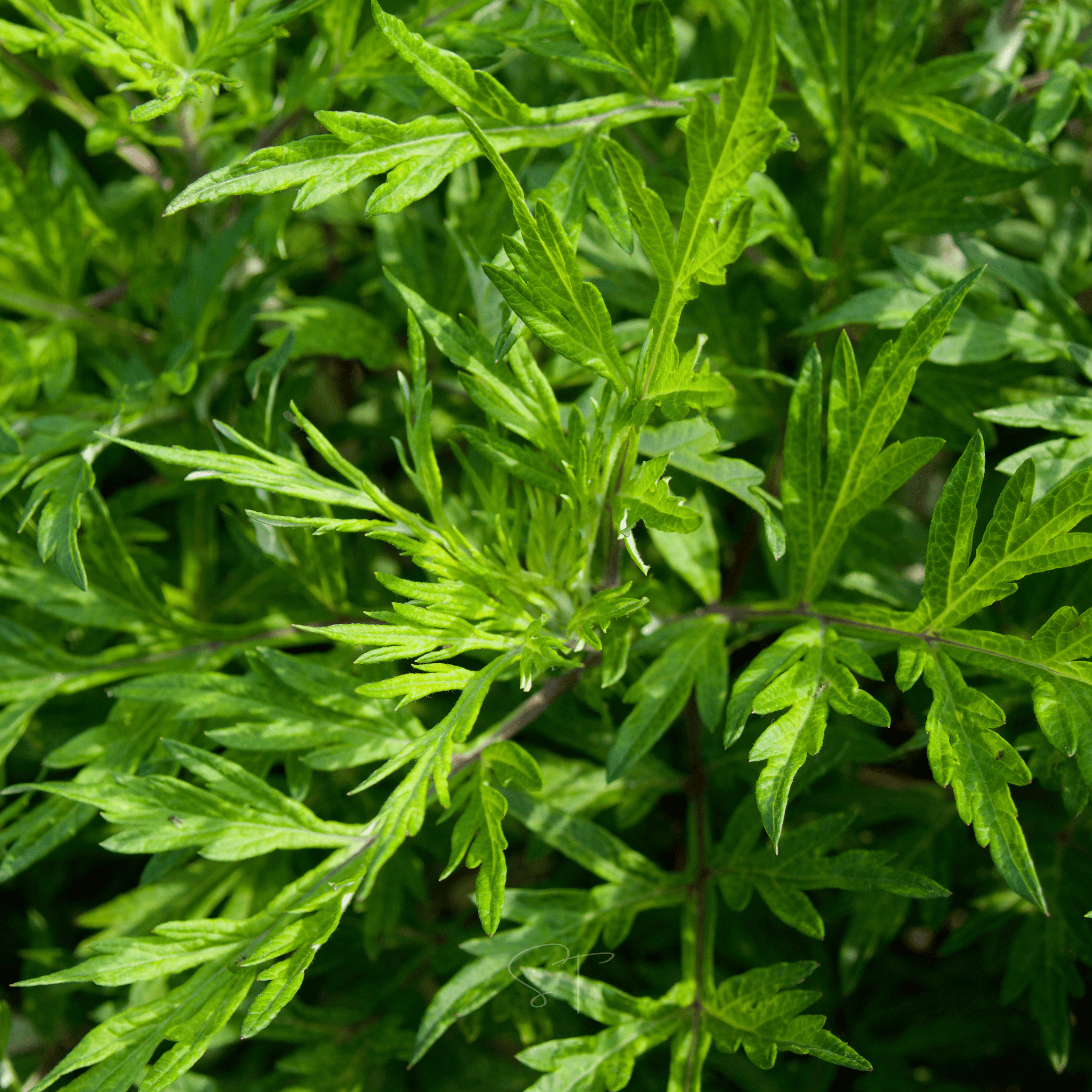 Mugwort – 200 Seeds seed packet from Seed Therapy – American - grown, heirloom seeds