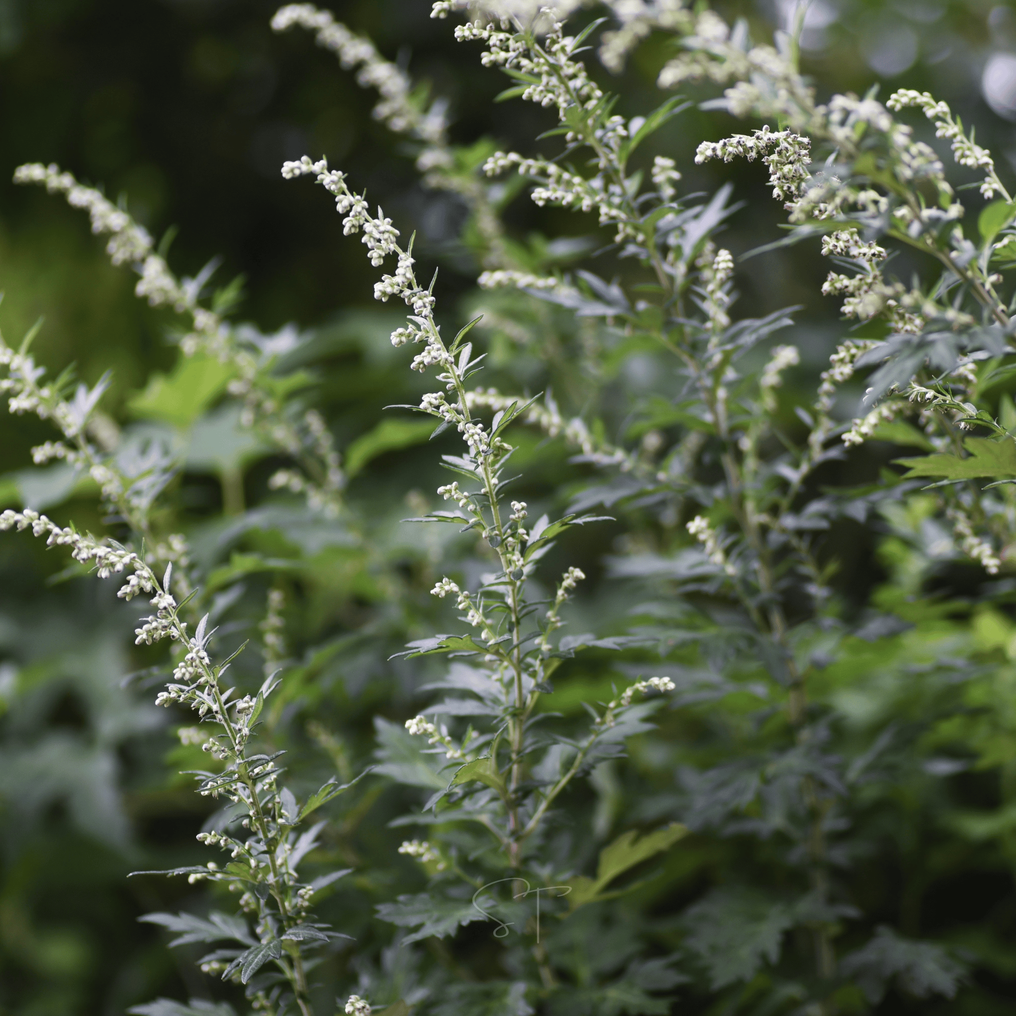 Mugwort – 200 Seeds seed packet from Seed Therapy – American - grown, heirloom seeds