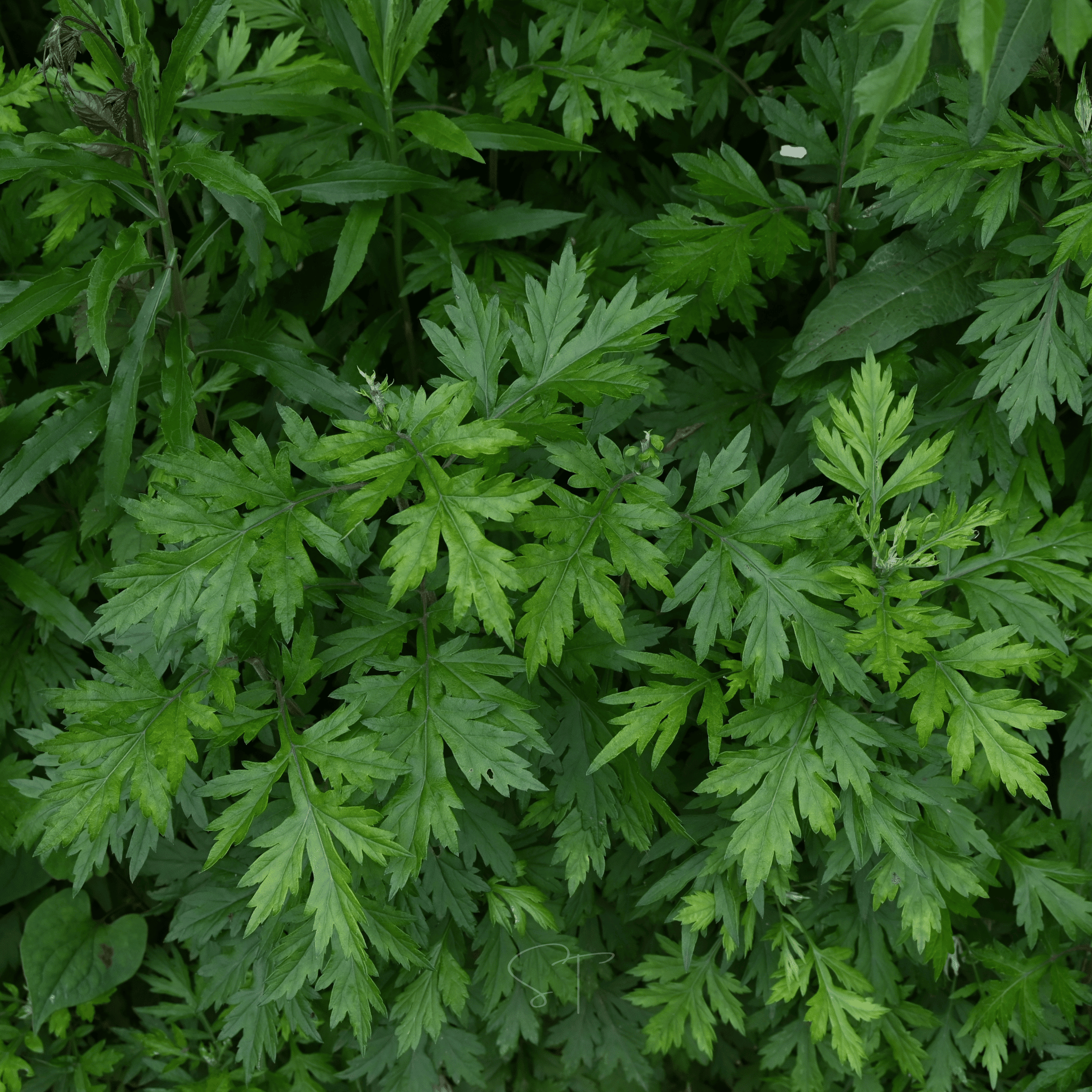 Mugwort – 200 Seeds seed packet from Seed Therapy – American - grown, heirloom seeds