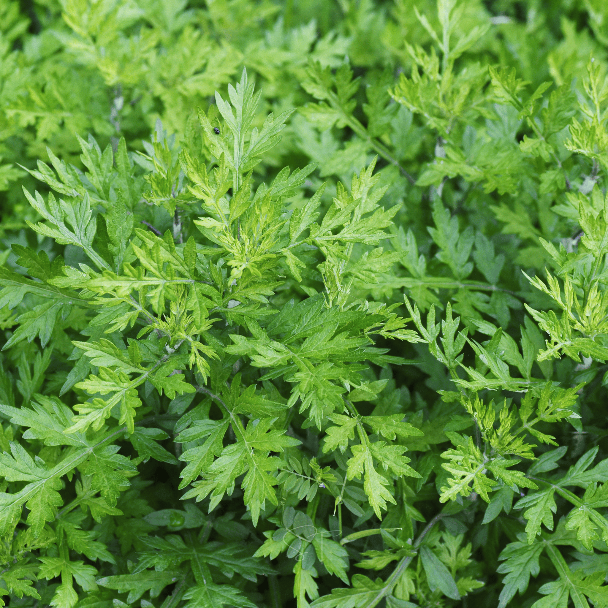 Mugwort – 200 Seeds seed packet from Seed Therapy – American - grown, heirloom seeds