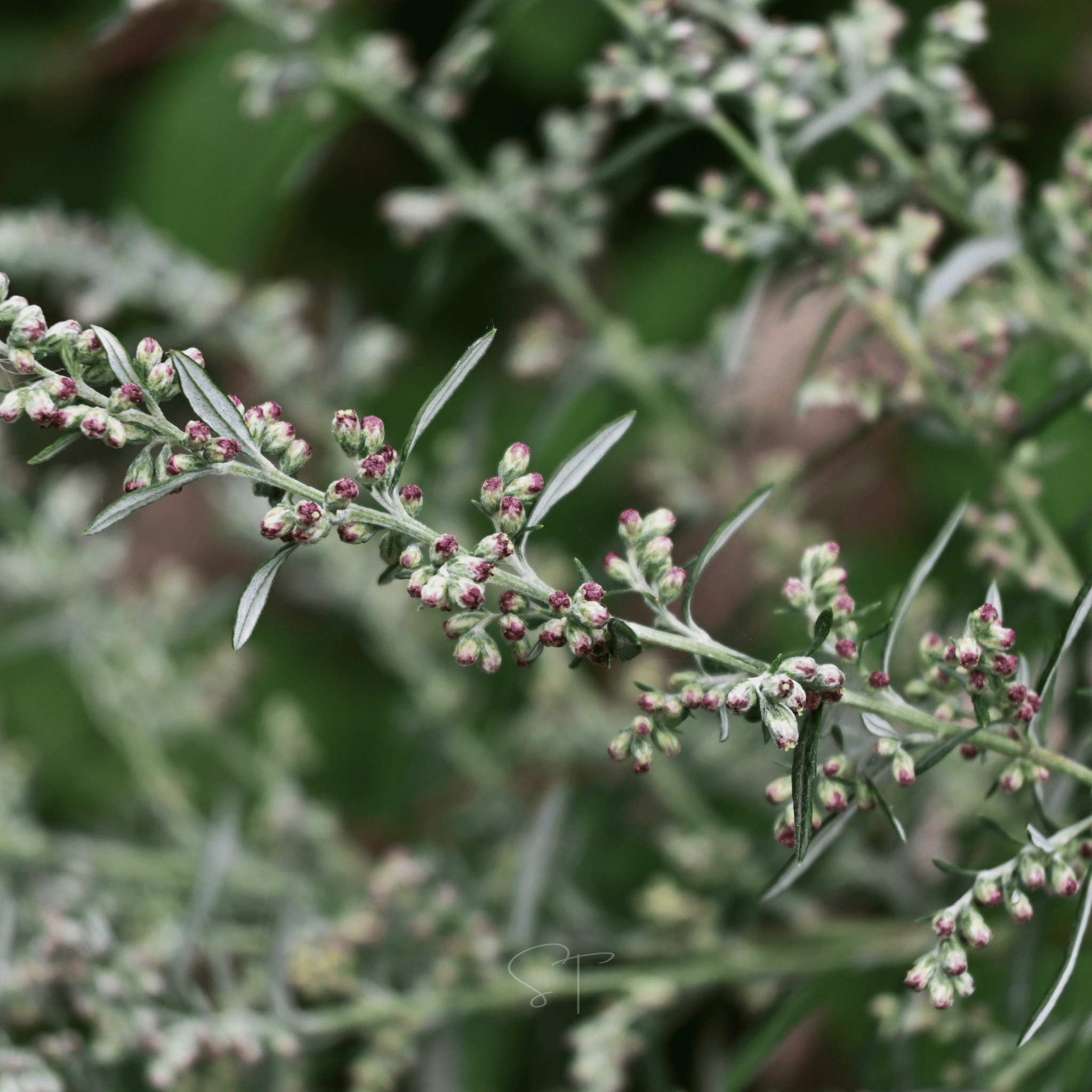 Mugwort – 200 Seeds seed packet from Seed Therapy – American - grown, heirloom seeds