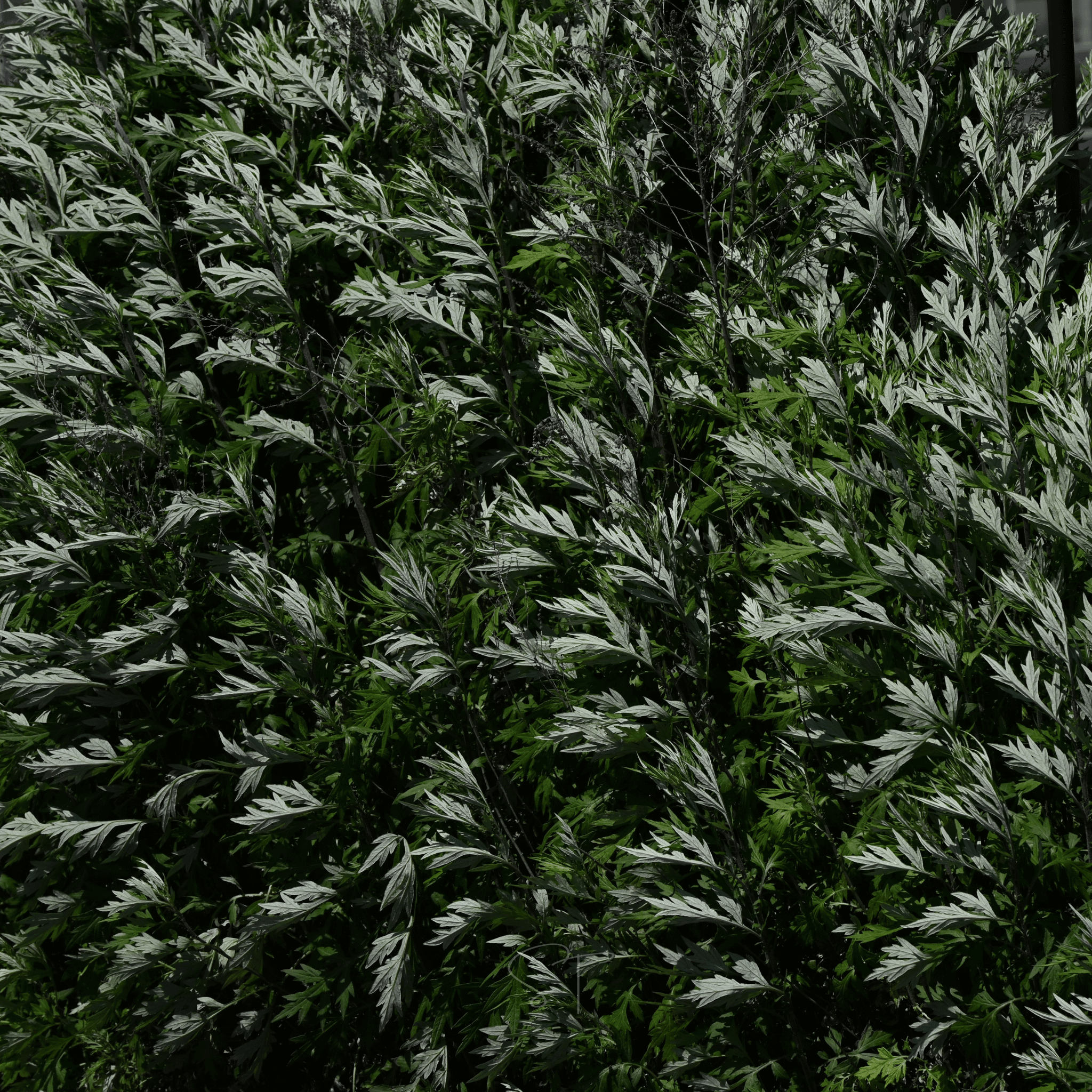 Mugwort – 200 Seeds seed packet from Seed Therapy – American - grown, heirloom seeds