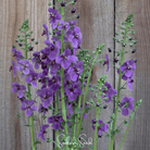 Mullein, Purple (Verbascum phoeniceum) - 50 Seeds seed packet from Seed Therapy – American - grown, heirloom seeds