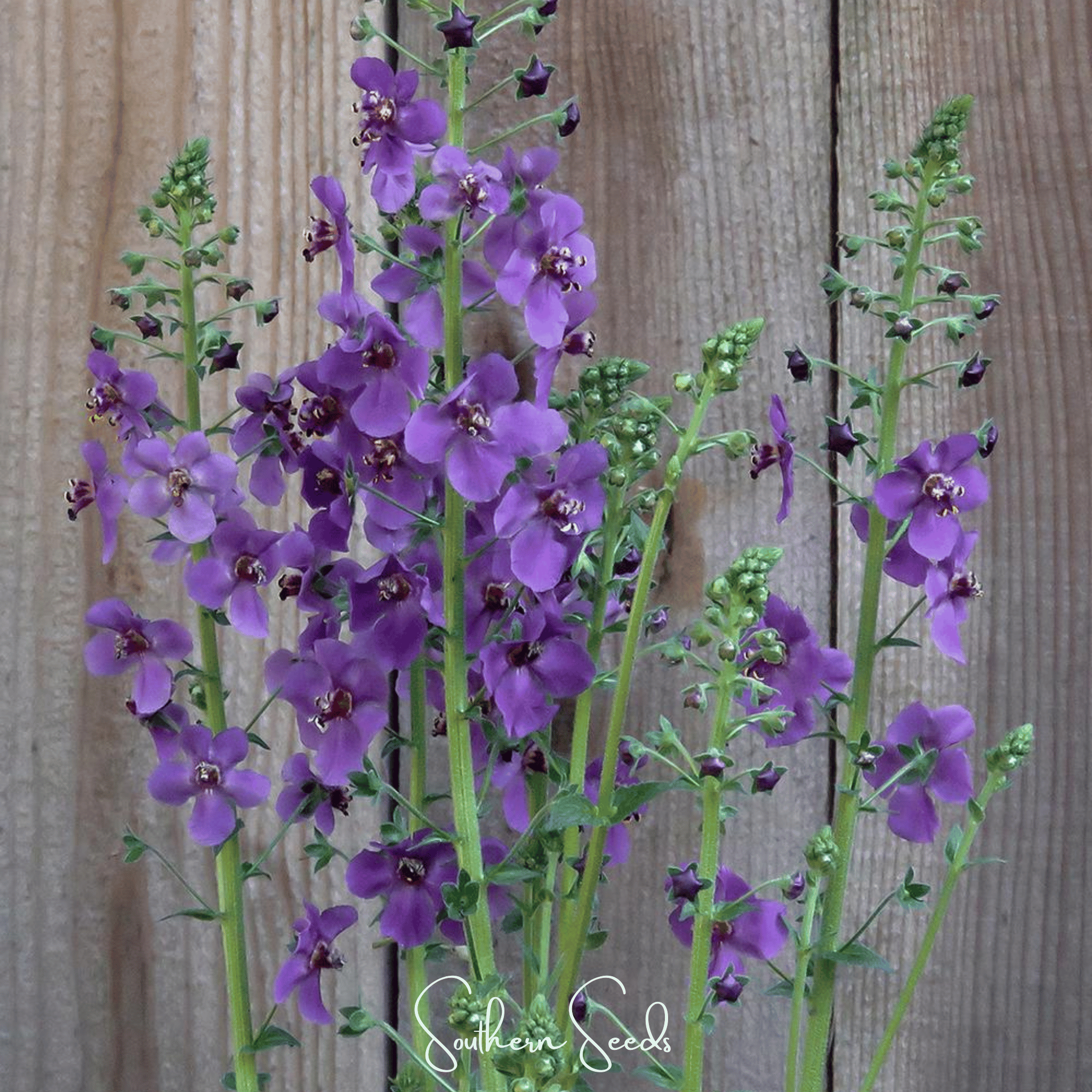 Mullein, Purple (Verbascum phoeniceum) - 50 Seeds seed packet from Seed Therapy – American - grown, heirloom seeds