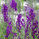 Mullein, Purple (Verbascum phoeniceum) - 50 Seeds seed packet from Seed Therapy – American - grown, heirloom seeds