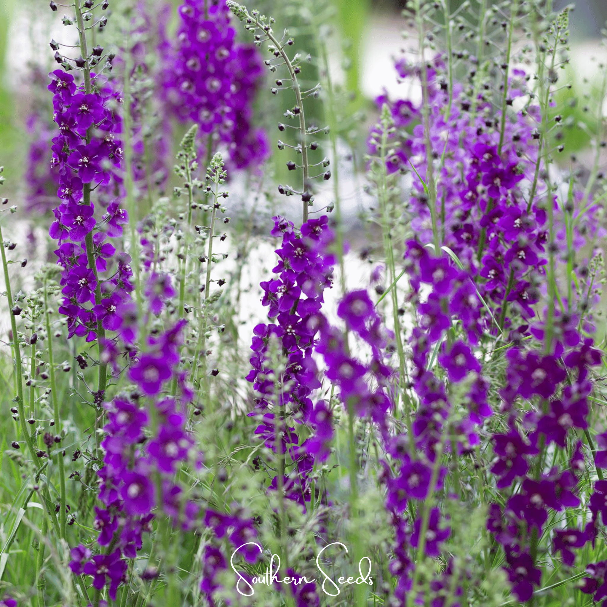 Mullein, Purple (Verbascum phoeniceum) - 50 Seeds seed packet from Seed Therapy – American - grown, heirloom seeds