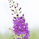 Mullein, Purple (Verbascum phoeniceum) - 50 Seeds seed packet from Seed Therapy – American - grown, heirloom seeds