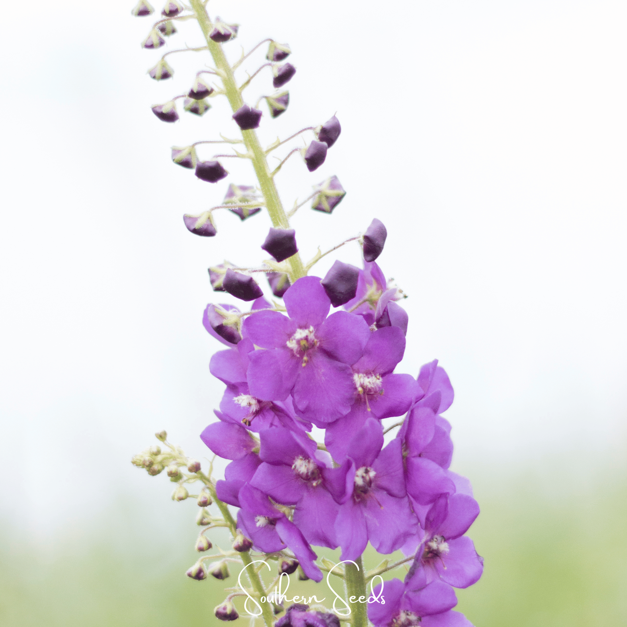 Mullein, Purple (Verbascum phoeniceum) - 50 Seeds seed packet from Seed Therapy – American - grown, heirloom seeds