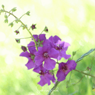 Mullein, Purple (Verbascum phoeniceum) - 50 Seeds seed packet from Seed Therapy – American - grown, heirloom seeds