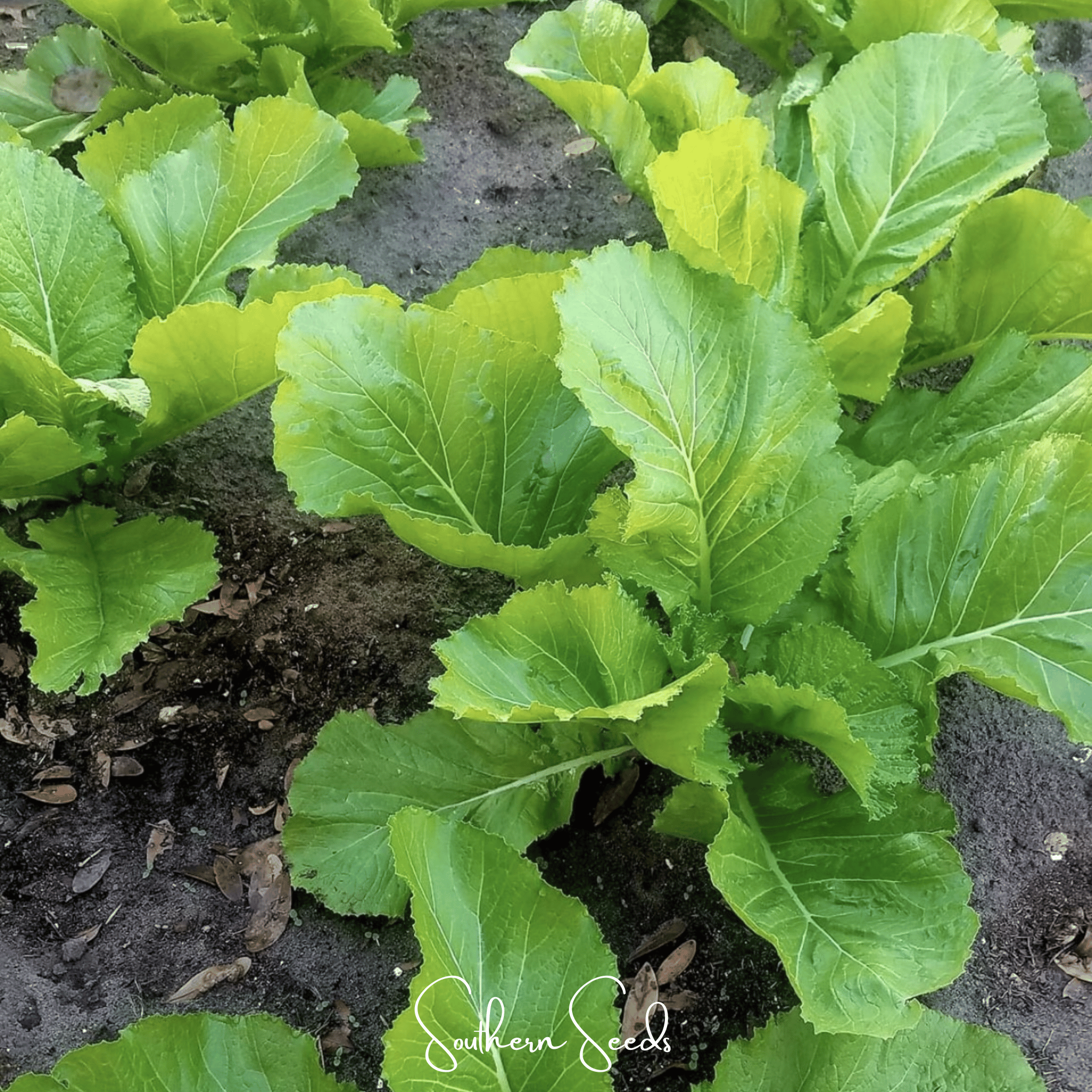 Mustard, Florida Broadleaf (Brassica juncea) - 250 Seeds seed packet from Seed Therapy – American - grown, heirloom seeds