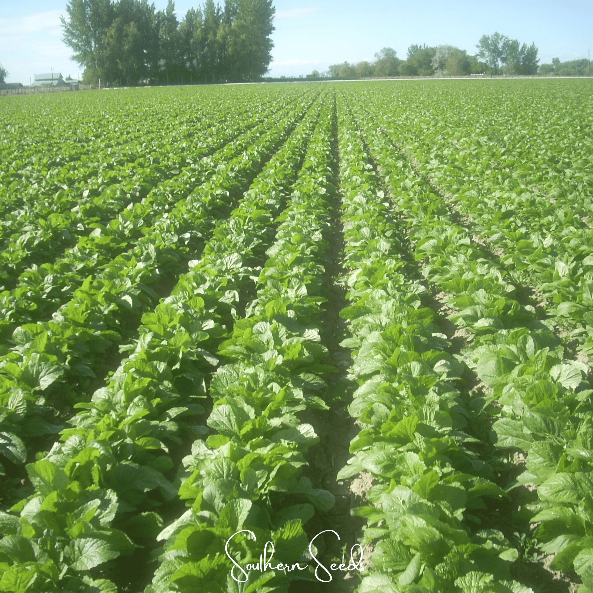 Mustard, Florida Broadleaf (Brassica juncea) - 250 Seeds seed packet from Seed Therapy – American - grown, heirloom seeds