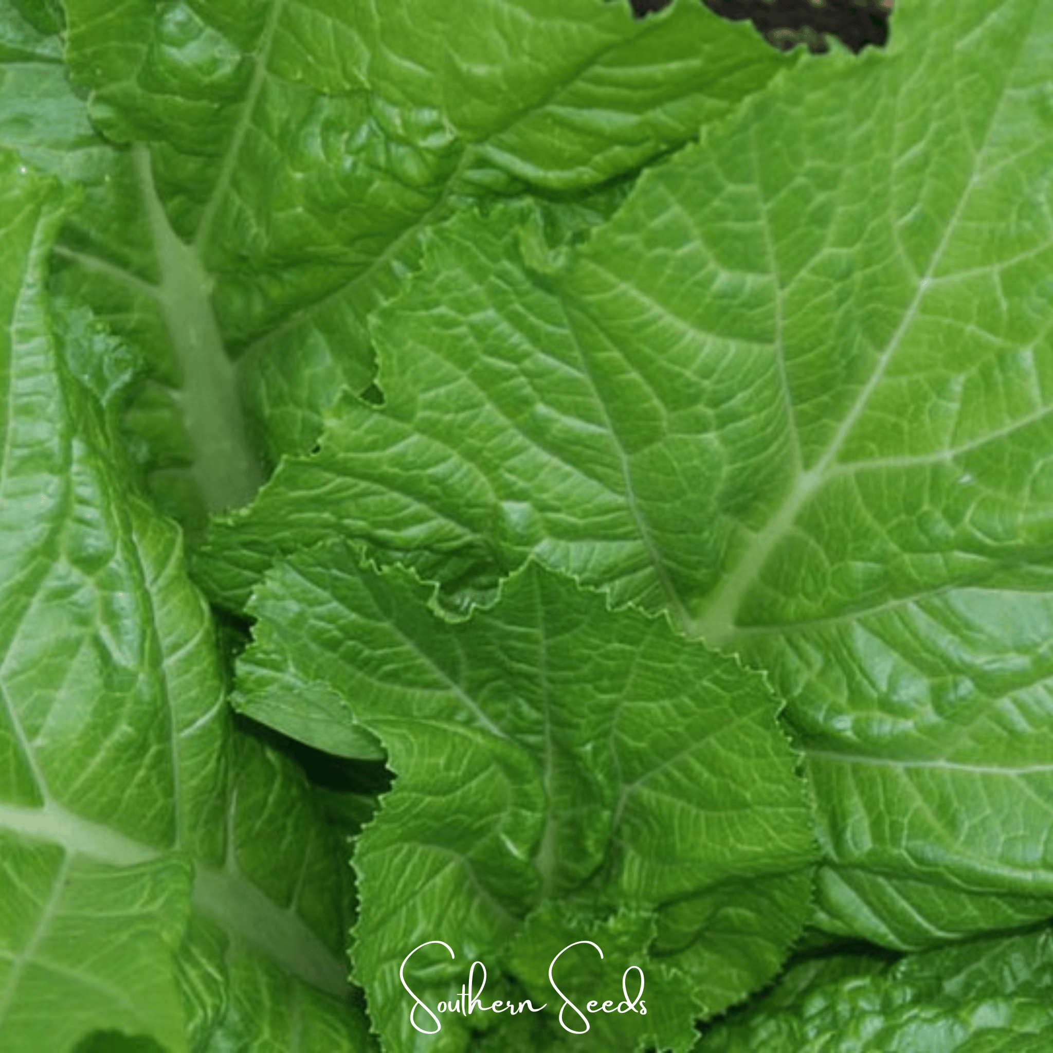 Mustard, Florida Broadleaf (Brassica juncea) - 250 Seeds seed packet from Seed Therapy – American - grown, heirloom seeds