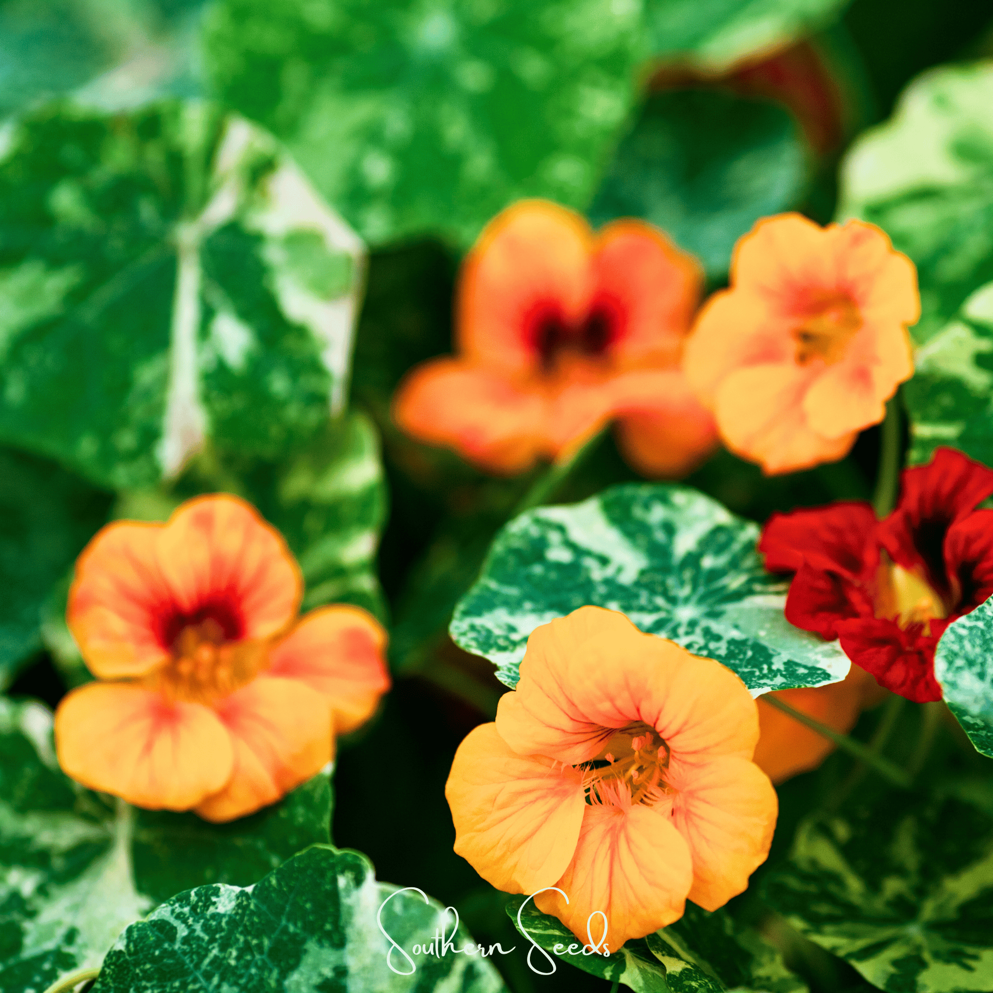 Nasturtium, Alaska Mix (Tropaeolum majus) - 25 Seeds seed packet from Seed Therapy – American - grown, heirloom seeds