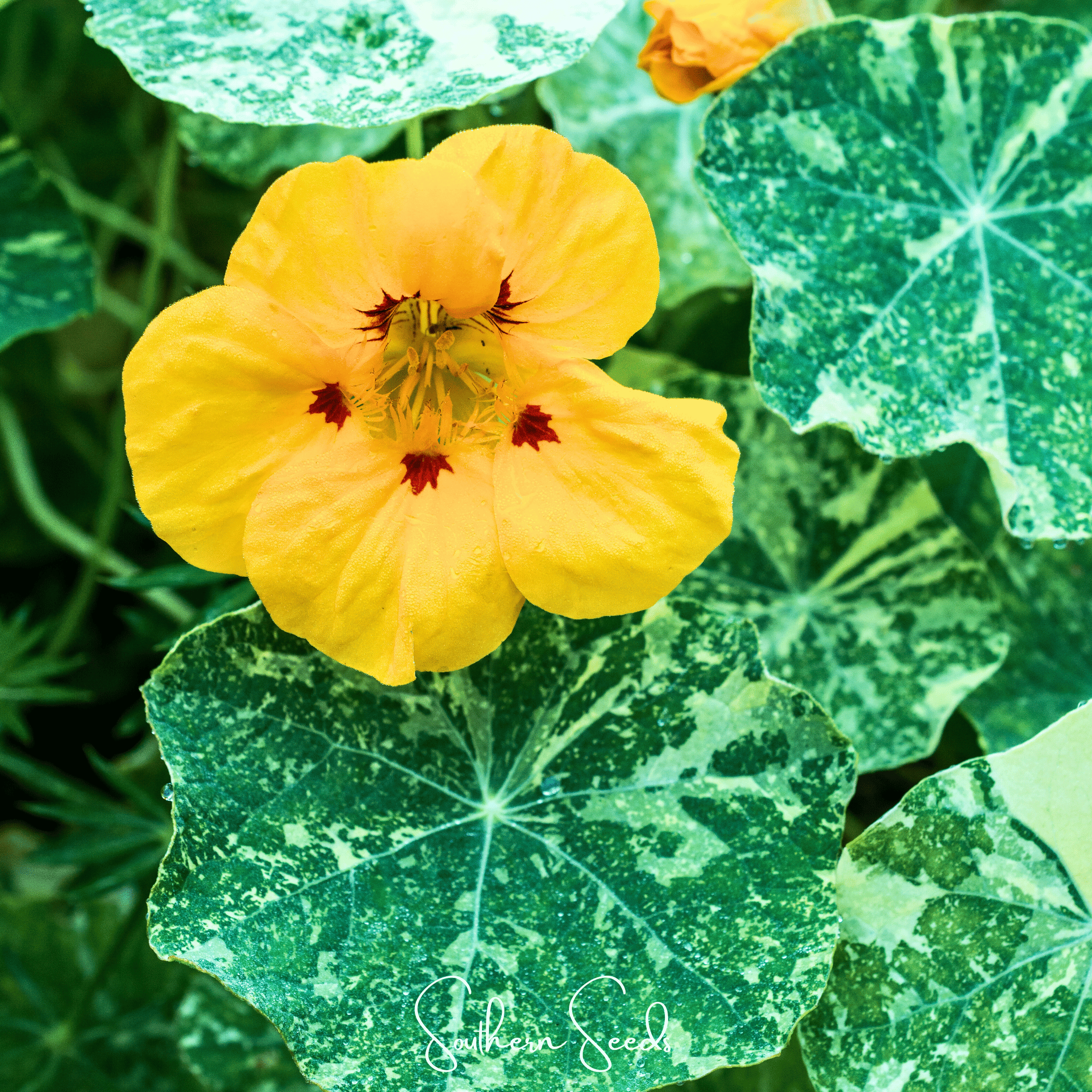 Nasturtium, Alaska Mix (Tropaeolum majus) - 25 Seeds seed packet from Seed Therapy – American - grown, heirloom seeds
