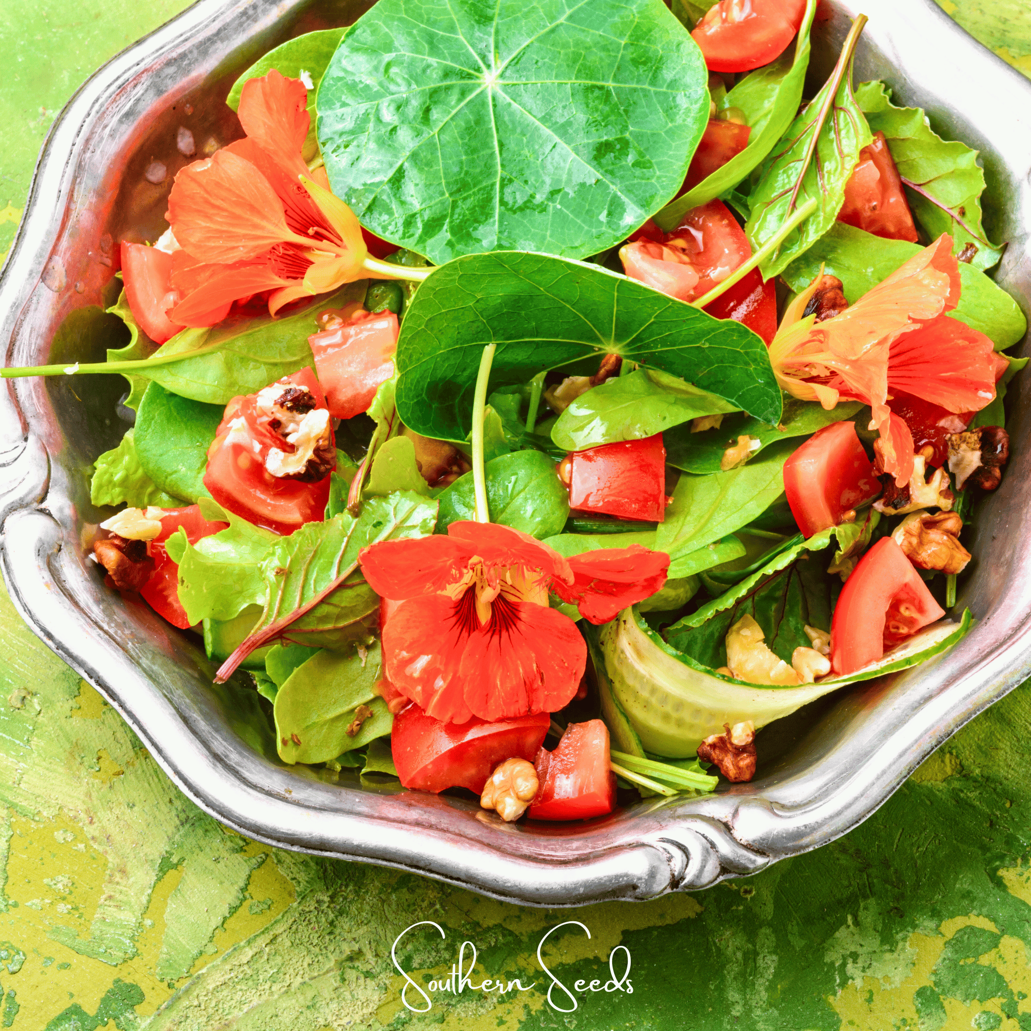 Nasturtium, Alaska Mix (Tropaeolum majus) - 25 Seeds seed packet from Seed Therapy – American - grown, heirloom seeds