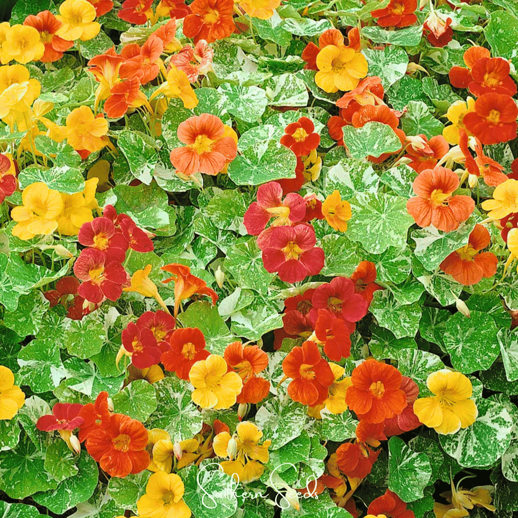 Nasturtium, Alaska Mix (Tropaeolum majus) - 25 Seeds seed packet from Seed Therapy – American - grown, heirloom seeds