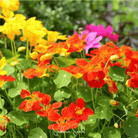 Nasturtium, Tom Thumb Dwarf (Tropaeolum majus) - 25 Seeds seed packet from Seed Therapy – American - grown, heirloom seeds