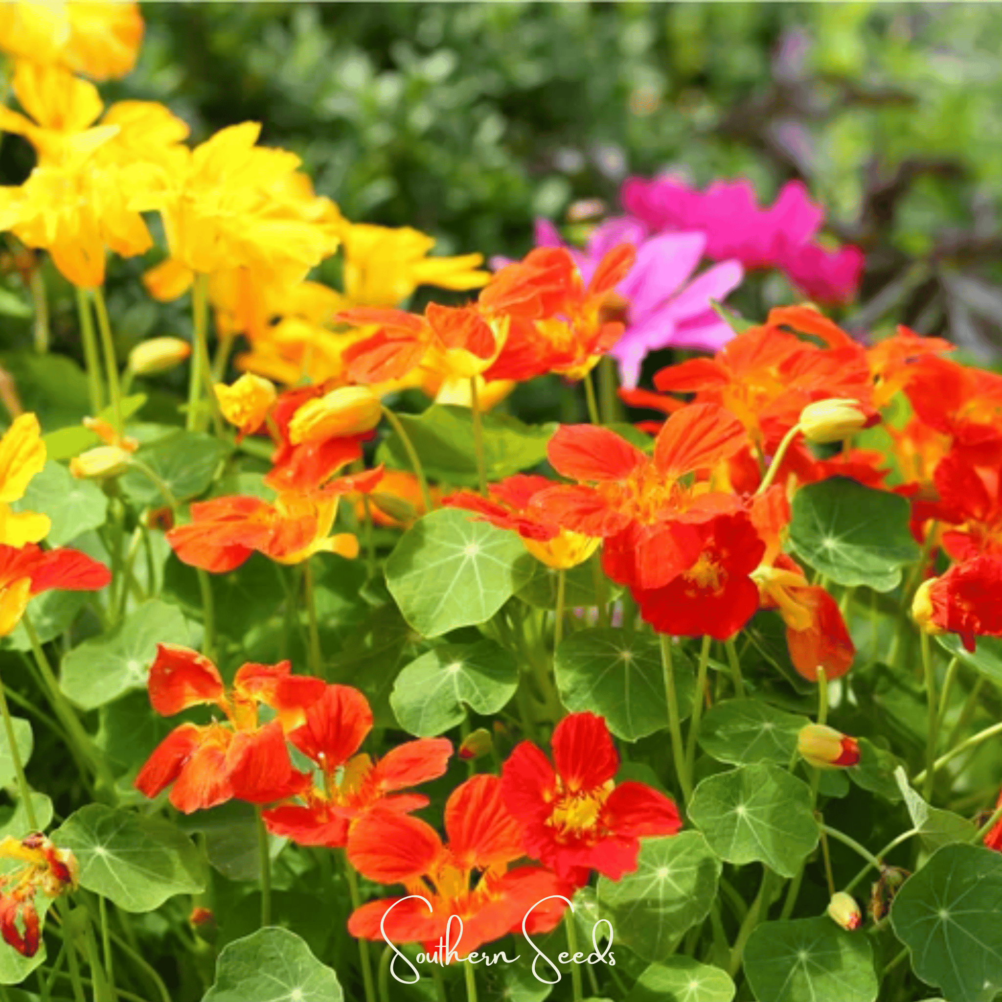 Nasturtium, Tom Thumb Dwarf (Tropaeolum majus) - 25 Seeds seed packet from Seed Therapy – American - grown, heirloom seeds