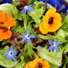 Nasturtium, Tom Thumb Dwarf (Tropaeolum majus) - 25 Seeds seed packet from Seed Therapy – American - grown, heirloom seeds