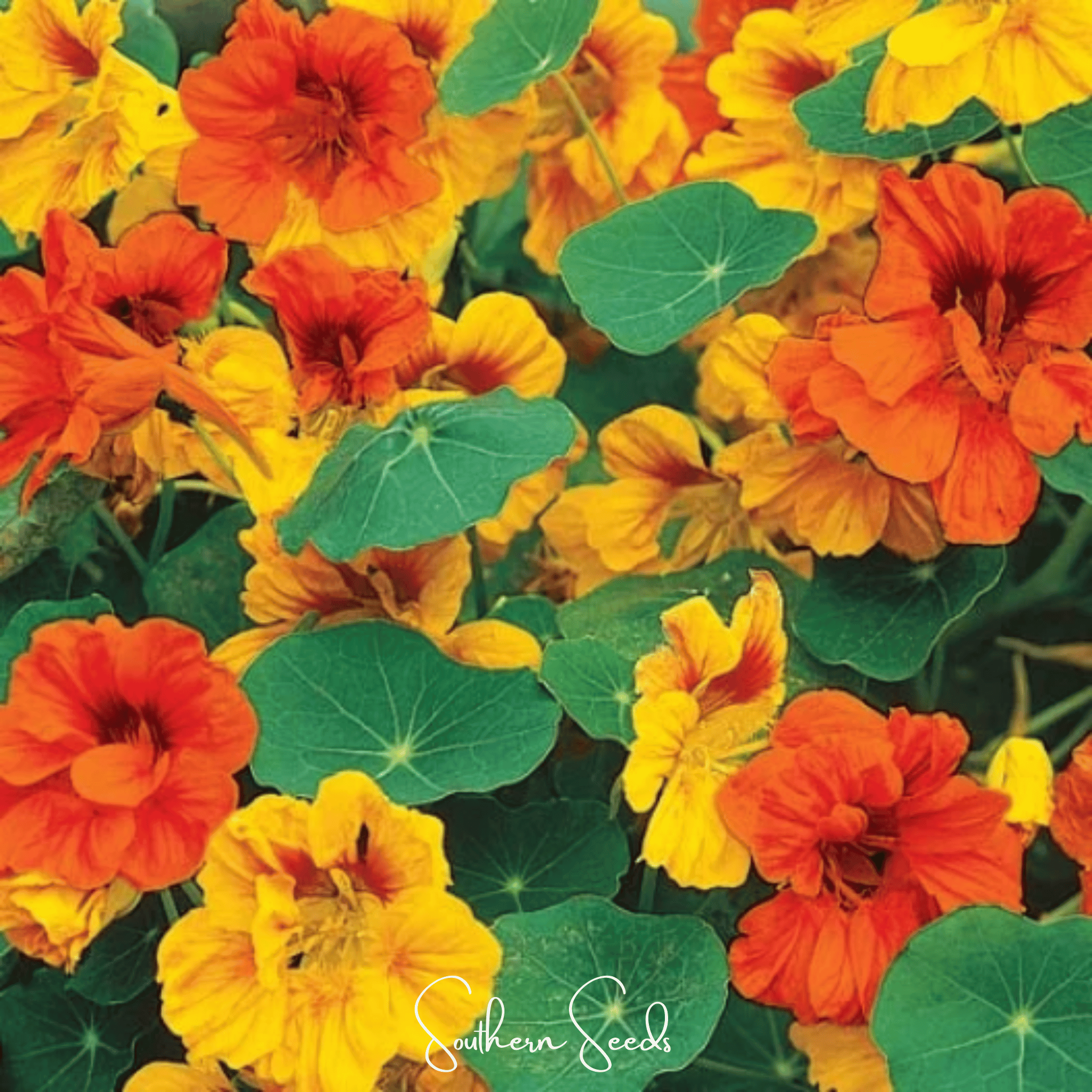 Nasturtium, Tom Thumb Dwarf (Tropaeolum majus) - 25 Seeds seed packet from Seed Therapy – American - grown, heirloom seeds