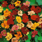 Nasturtium, Tom Thumb Dwarf (Tropaeolum majus) - 25 Seeds seed packet from Seed Therapy – American - grown, heirloom seeds