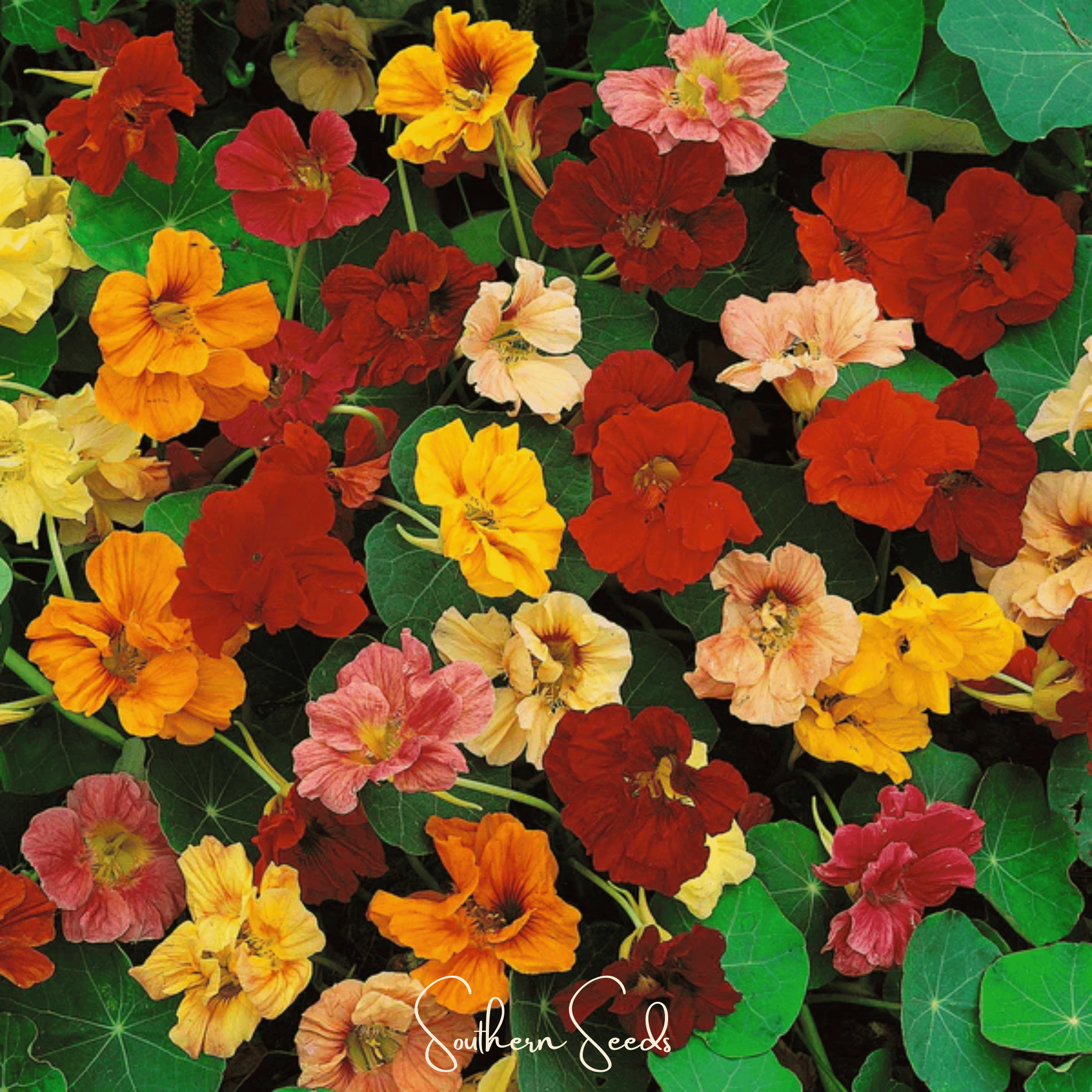 Nasturtium, Tom Thumb Dwarf (Tropaeolum majus) - 25 Seeds seed packet from Seed Therapy – American - grown, heirloom seeds