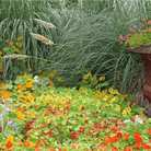 Nasturtium, Tom Thumb Dwarf (Tropaeolum majus) - 25 Seeds seed packet from Seed Therapy – American - grown, heirloom seeds