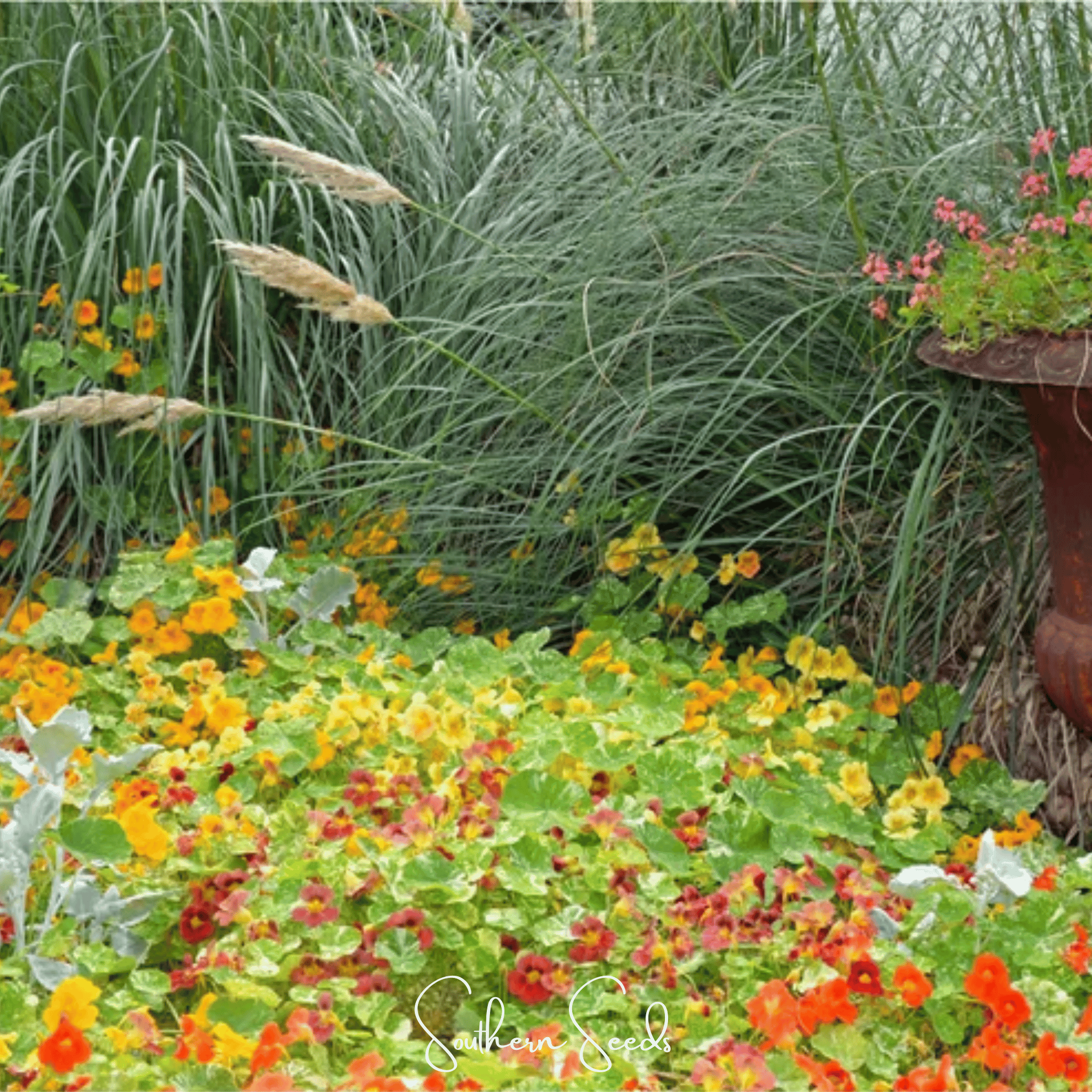 Nasturtium, Tom Thumb Dwarf (Tropaeolum majus) - 25 Seeds seed packet from Seed Therapy – American - grown, heirloom seeds