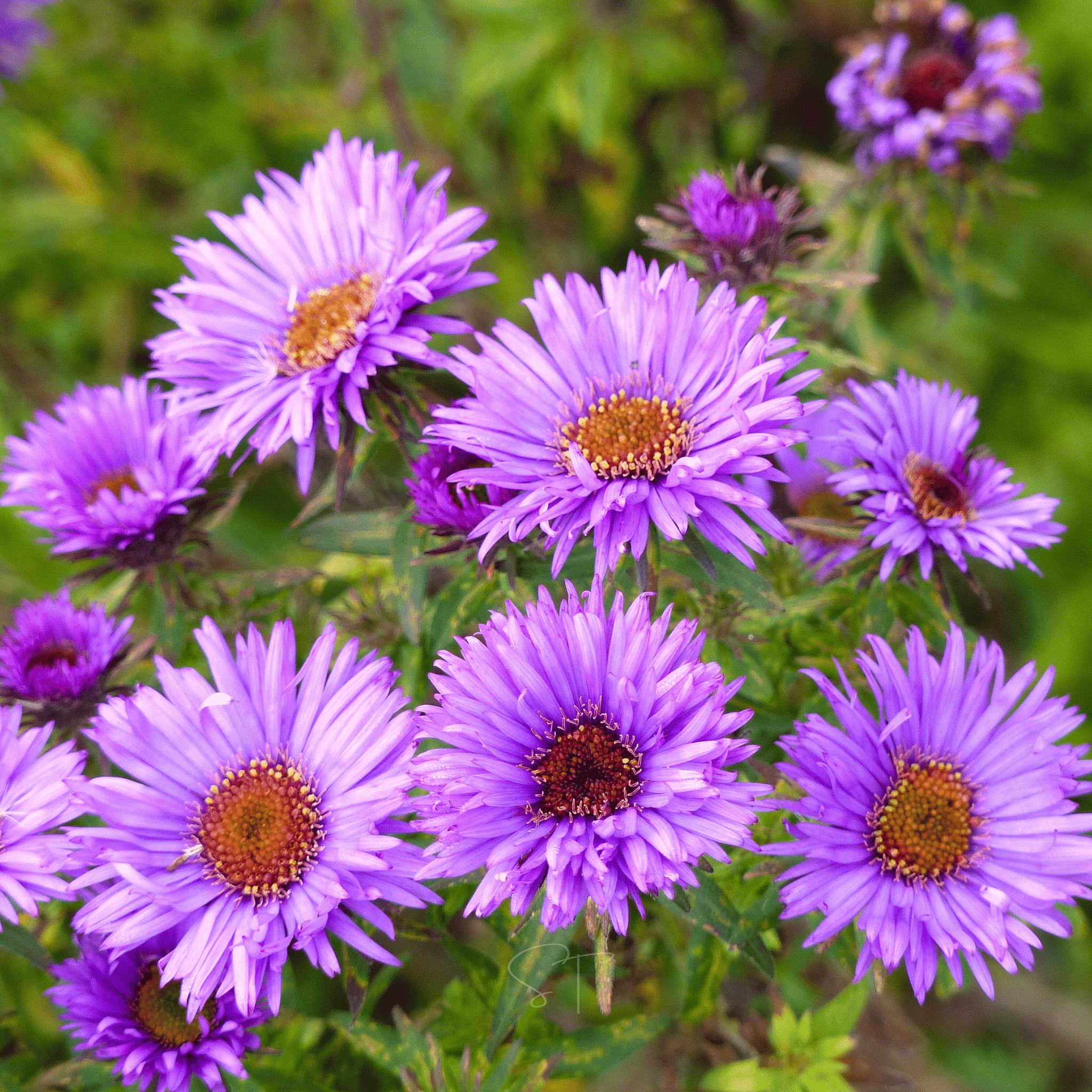 New England Aster – 200 Seeds seed packet from Seed Therapy – American - grown, heirloom seeds