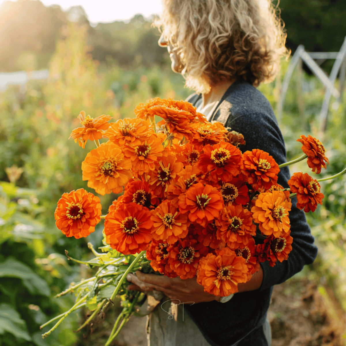 kings garden seeds Orange King Zinnia - 100 Seeds