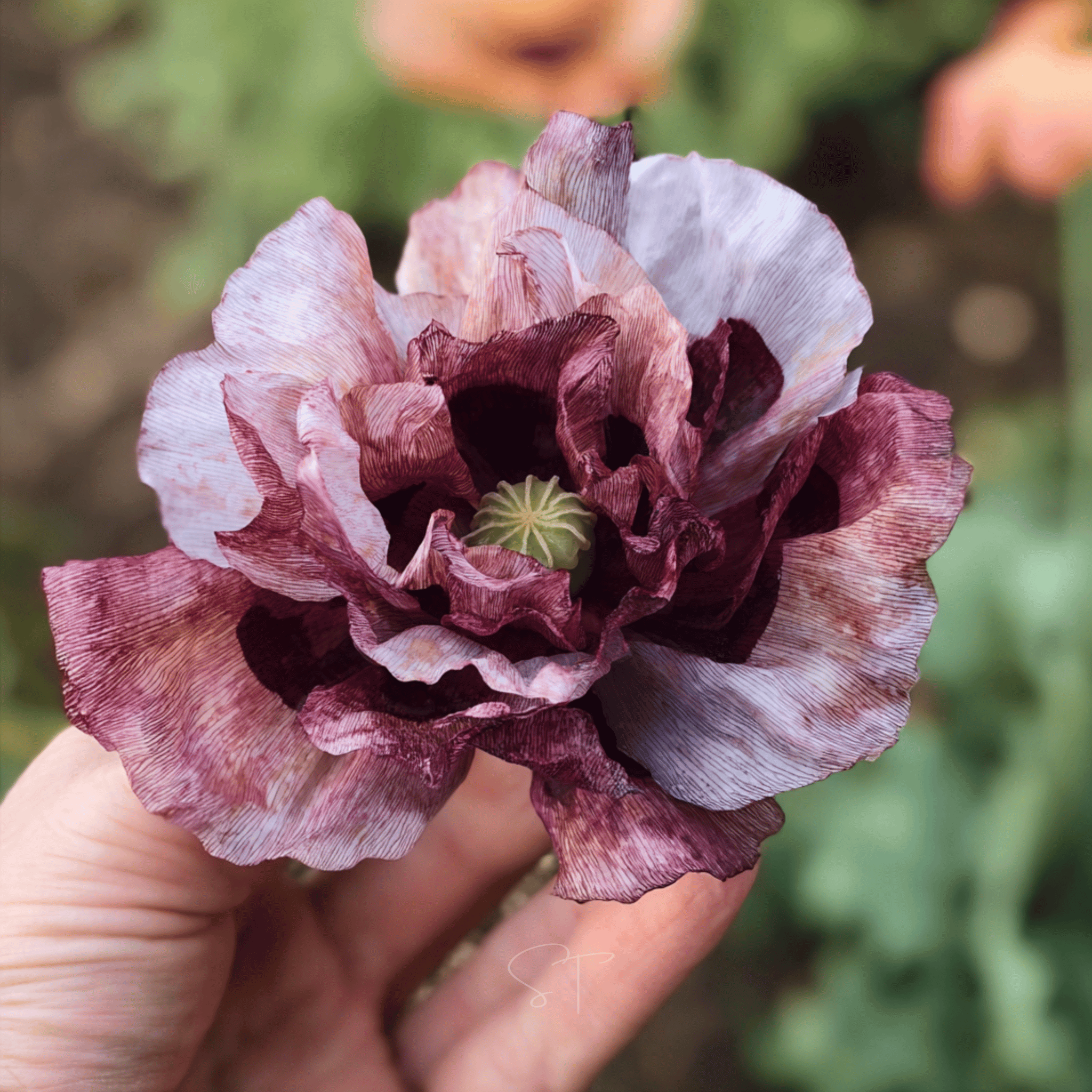 Pandora Poppy – 25 Seeds seed packet from Seed Therapy – American - grown, heirloom seeds