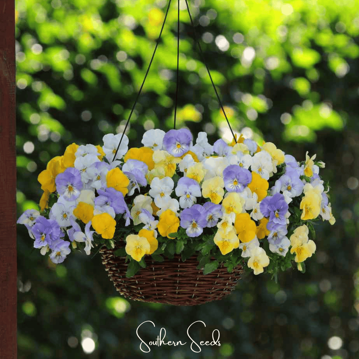 pastel flower seeds Pansy, Pastel Mix (Viola wittrockiana) - 100 Seeds
