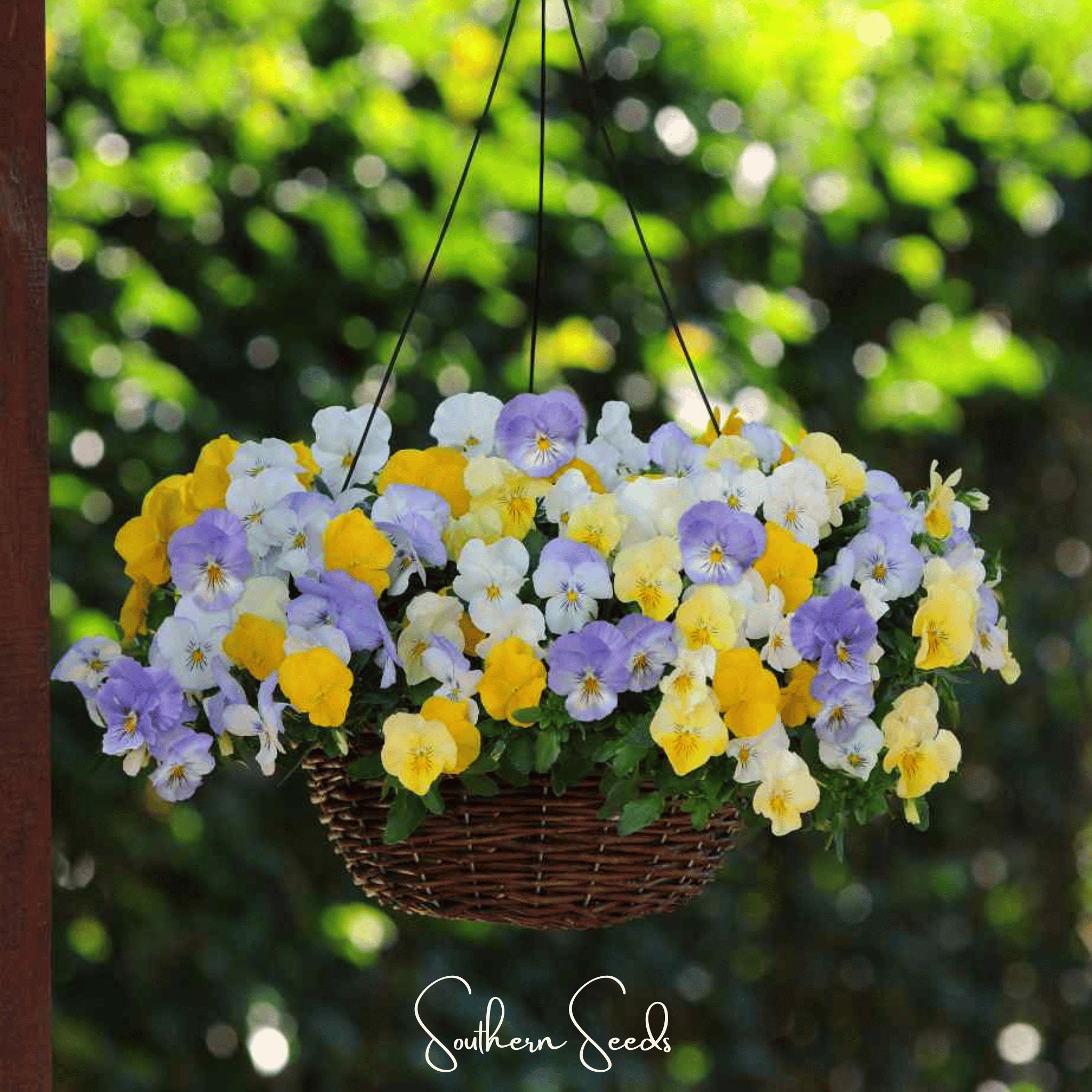 Pansy, Pastel Mix (Viola wittrockiana) - 100 Seeds seed packet from Seed Therapy – American - grown, heirloom seeds