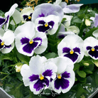 Pansy, Swiss Giant Silverbride (Viola wittrockiana) - 50 seeds seed packet from Seed Therapy – American - grown, heirloom seeds