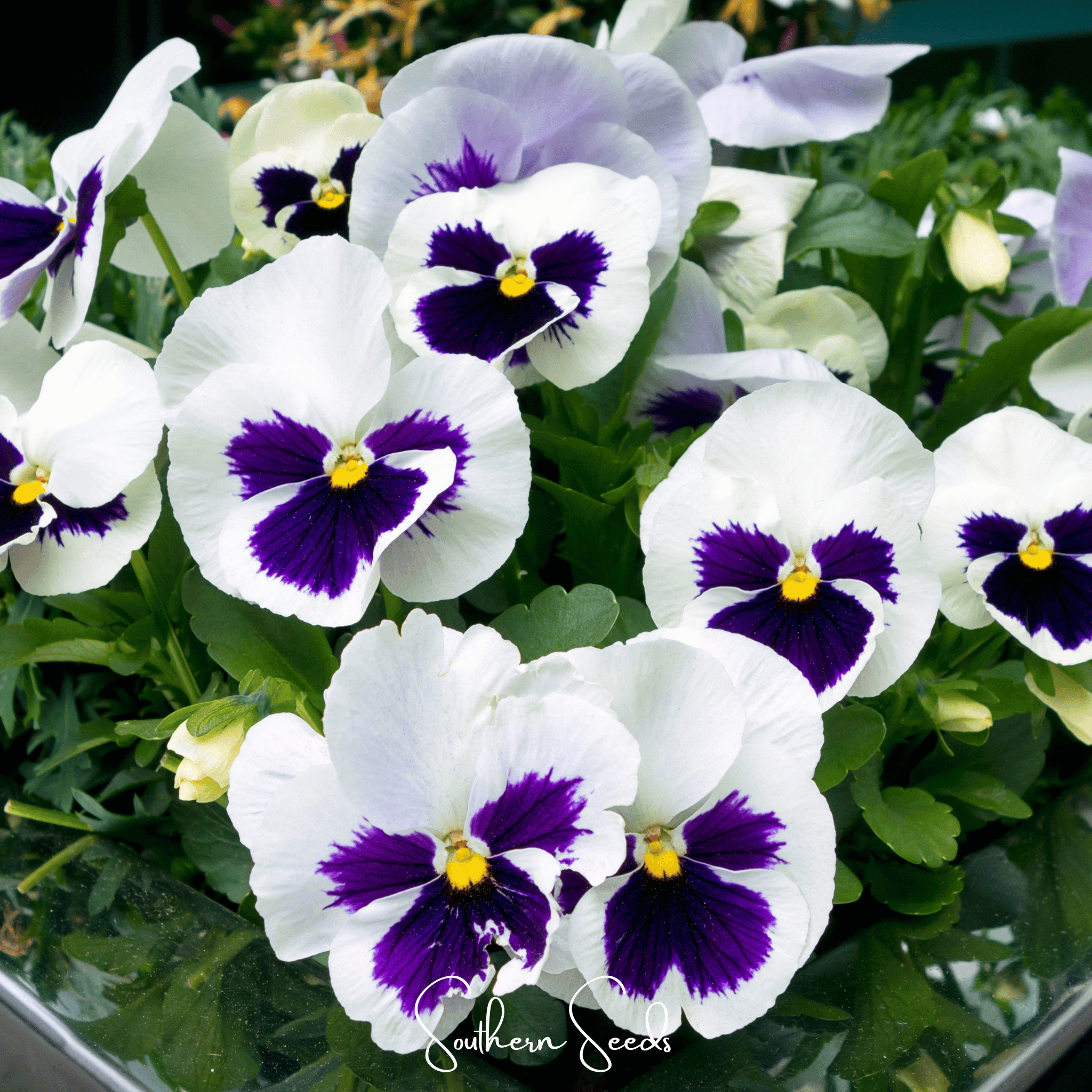 Pansy, Swiss Giant Silverbride (Viola wittrockiana) - 50 seeds seed packet from Seed Therapy – American - grown, heirloom seeds