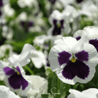 Pansy, Swiss Giant Silverbride (Viola wittrockiana) - 50 seeds seed packet from Seed Therapy – American - grown, heirloom seeds
