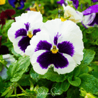 Pansy, Swiss Giant Silverbride (Viola wittrockiana) - 50 seeds seed packet from Seed Therapy – American - grown, heirloom seeds