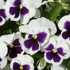 Pansy, Swiss Giant Silverbride (Viola wittrockiana) - 50 seeds seed packet from Seed Therapy – American - grown, heirloom seeds