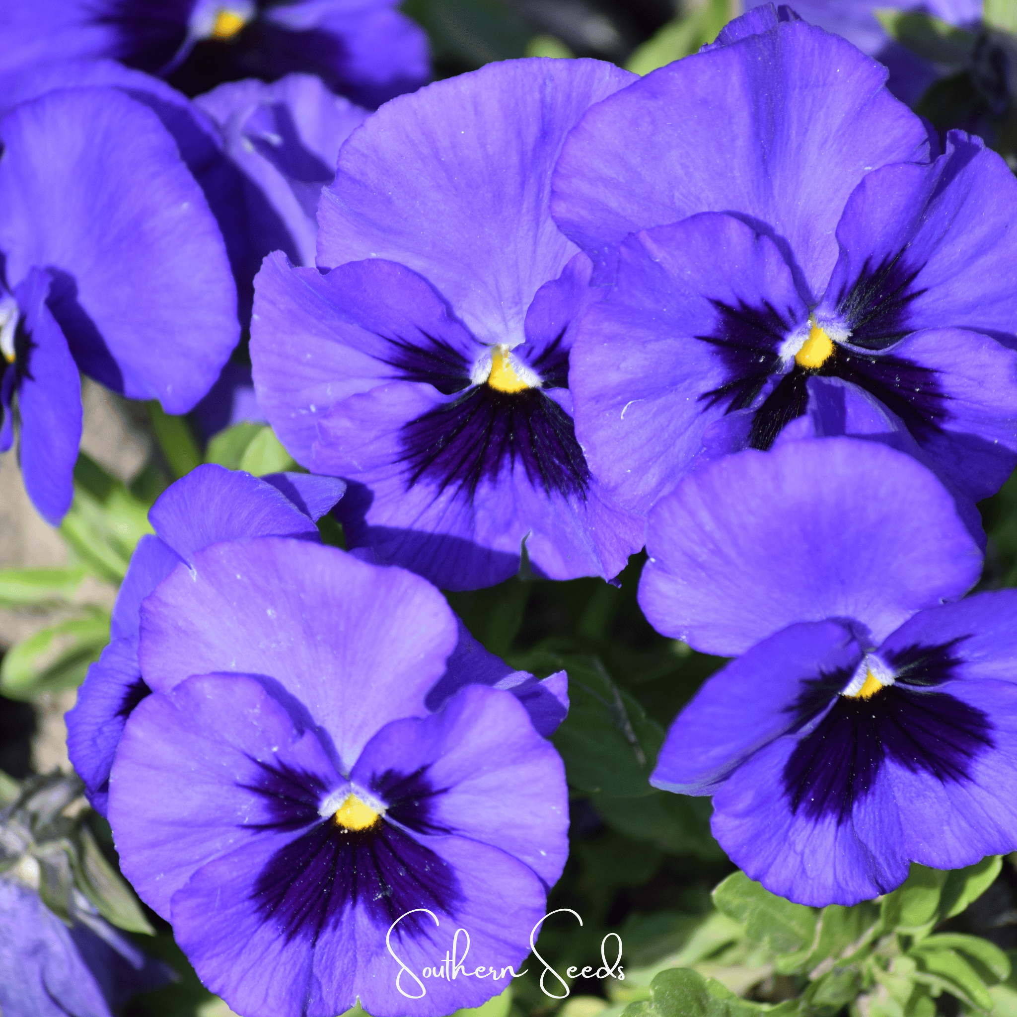 Pansy, Swiss Giant Ullswater (Viola wittrockiana) - 50 seeds seed packet from Seed Therapy – American - grown, heirloom seeds