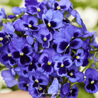 Pansy, Swiss Giant Ullswater (Viola wittrockiana) - 50 seeds seed packet from Seed Therapy – American - grown, heirloom seeds