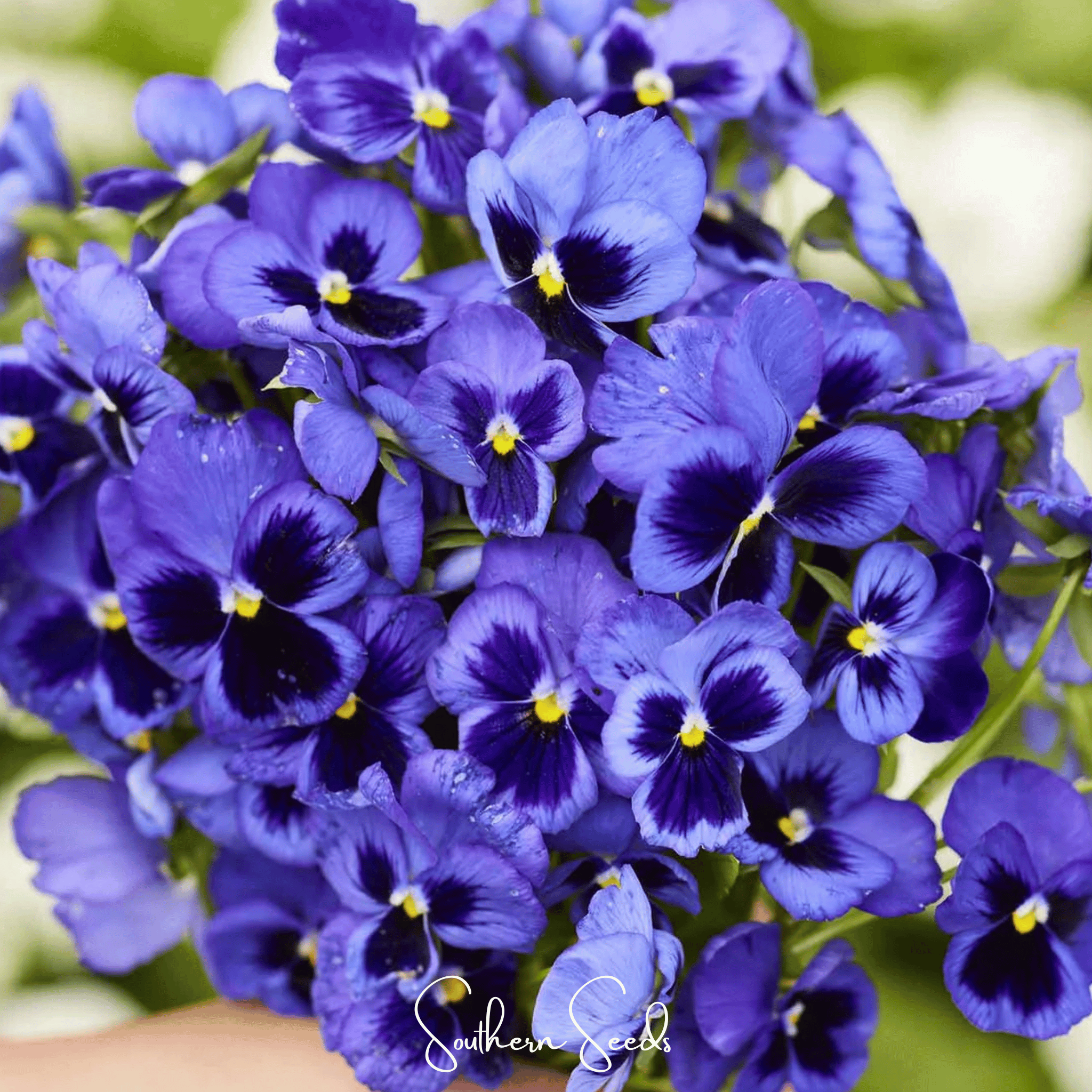 Pansy, Swiss Giant Ullswater (Viola wittrockiana) - 50 seeds seed packet from Seed Therapy – American - grown, heirloom seeds